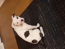 Whits male pitbull puppy