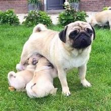 🟥🍁🟥 CANADIAN PEDIGREE 🐶 MALE/FEMALE 🐕🐕 PUG 🐶 PUPPIES 🟥🍁🟥 Image eClassifieds4U