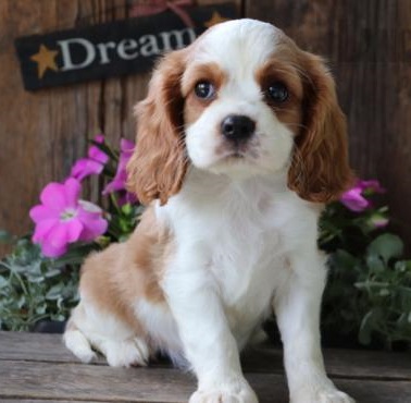 🟥🍁🟥 PEDIGREE 🐕🐕 CAVALIER KING CHARLES SPANIEL 🐶 PUPPIES 🟥🍁🟥 Image eClassifieds4u