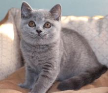 Gorgeous British Shorthair Kittens