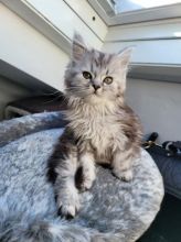 Gorgeous Maine Coon kittens
