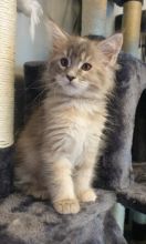 Maine Coon kittens