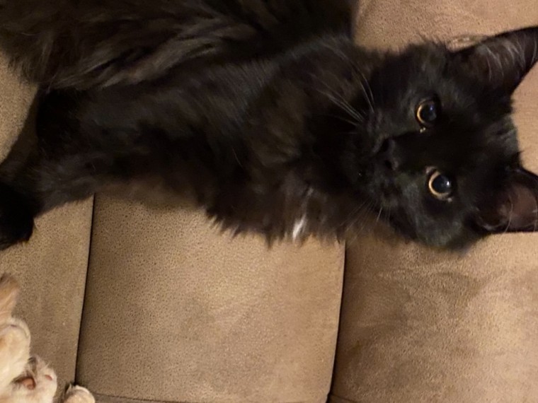 1 Pure Bred Male Maine Coon Kitten Image eClassifieds4u