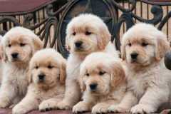Beautiful Golden Retriever puppies Image eClassifieds4u