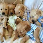 Golden Retriever Puppies For Sale Image eClassifieds4u
