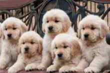 Beautiful Golden Retriever puppies Image eClassifieds4U