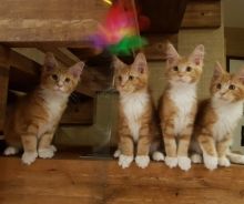 Beautiful Maine Coon kittens Image eClassifieds4U