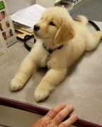 Buy Retriever Puppies For Sale Image eClassifieds4U