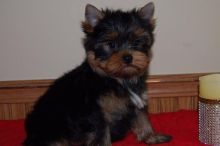 Friendly and Intelligent Yorkie puppies for adoption . email: ilovemybou017@gmail.com