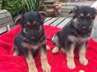 🟥🍁🟥SMART CANADIAN 🐶 GERMAN SHEPHERD PUPPIES 🟥🍁🟥 Image eClassifieds4U