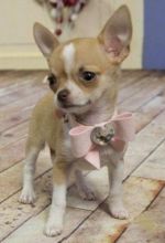 Loving T-Cup Chihuahua puppies For Adoption.see (lindsayurbin@gmail.com) Image eClassifieds4U