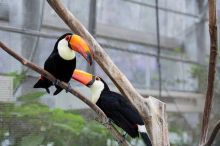 Breeding Pair of Toco Toucans .(604) 265-8412