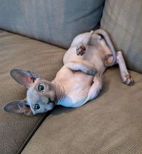 Hairless Sphynx Kittens for Adoption (604) 265-8412