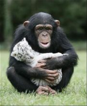 Tamed Chimpanzee and Capuchin Monkeys Available .(604) 265-8412
