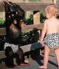 trained chimpanzee monkeys to go home for adoption.(604) 265-8412