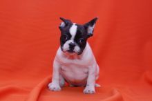 We have male and Female French Bulldog.