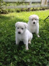 white german shepherd puppy (604) 265-8412