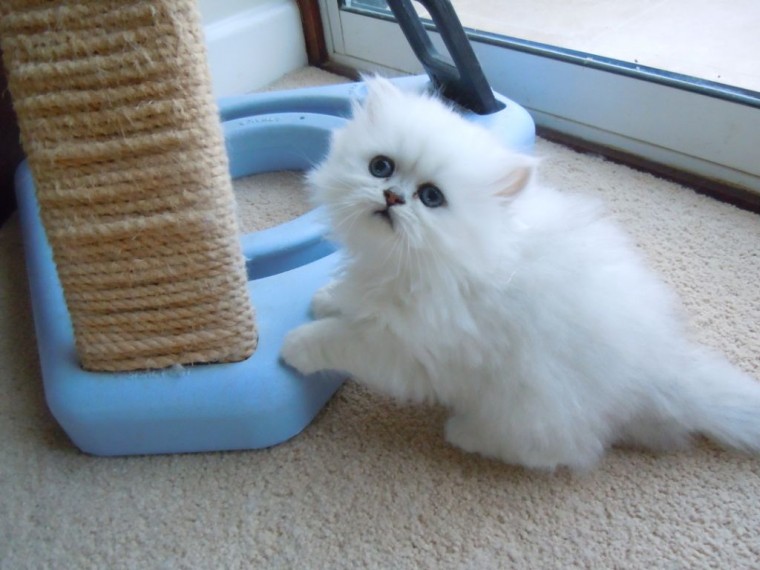 Adorable Persian Kittens available Image eClassifieds4u