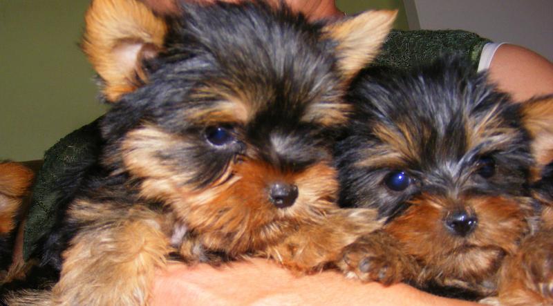 Gorgeous Tiny Yorkie Puppies For Sale..(604) 265-8412 Image eClassifieds4u