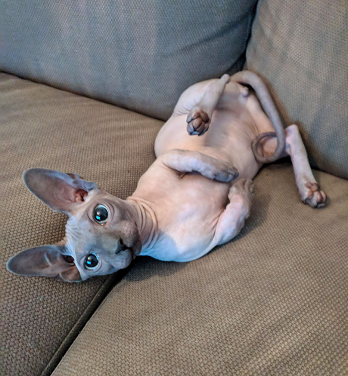 Hairless Sphynx Kittens for Adoption (604) 265-8412 Image eClassifieds4u