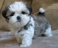 Cute Lhasa Apso Puppies.(604) 265-8412 Image eClassifieds4U