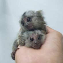 Marmoset Monkeys (604) 265-8412 Image eClassifieds4U