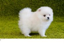 Two beautiful Pomeranian Puppies..(604) 265-8412 Image eClassifieds4U