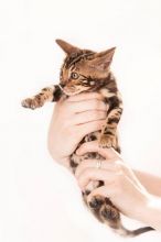 Well Socialized F1 and F2 Savannah Kittens Available...(604) 265-8412 Image eClassifieds4U