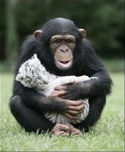 Tamed Chimpanzee and Capuchin Monkeys Available .(604) 265-8412 Image eClassifieds4u