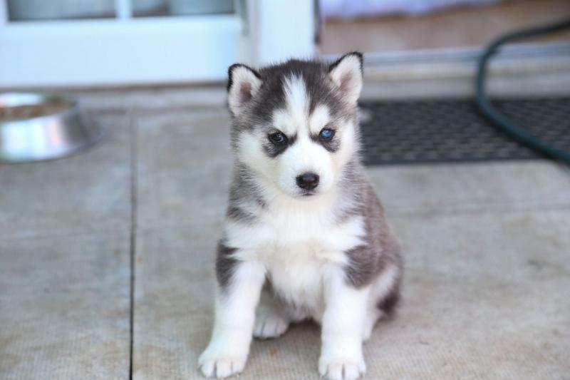 Two Siberian Husky Puppies For Re-homing..(604) 265-8412 Image eClassifieds4u