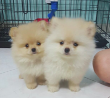 Adorable White Pomeranian Puppies for Adoption Email me via ...lovelypomeranian155@gmail.com