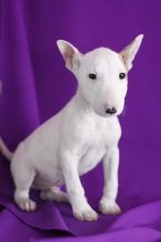 Beautiful White Bull terrier puppies.