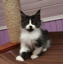 Cute Maine Coon kittens for adoption to good loving homes.