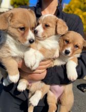 male and female Welsh Corgi Cardigan puppies contact us at jl245289@gmail.com