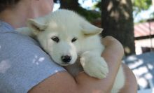 Well Trained Alaskan Malamute puppies.