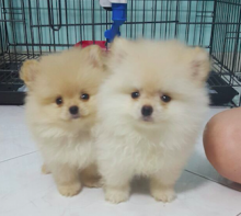 Adorable White Pomeranian Puppies for Adoption Email me via ...lovelypomeranian155@gmail.com Image eClassifieds4U