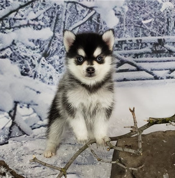 We got two Pomsky puppies. Image eClassifieds4u