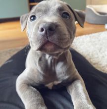 Absolutely adorable small loving and smart blue nose pitbull puppies available for re homing