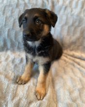 Beautiful German Shepherd Puppies For Sale