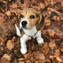 Ckc Beagle  Puppies   For Re-Homing Email at us    [ mountjordan17@gmail.com ]