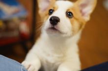 C.K.C MALE AND FEMALE PEMBROKE WELSH CORGI PUPPIES AVAILABLE