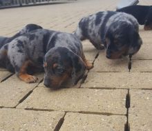 CUTE dachshunds puppies (brownlesly808@gmail.com)