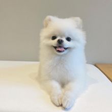 Pomeranian puppies available in good health condition for new homes