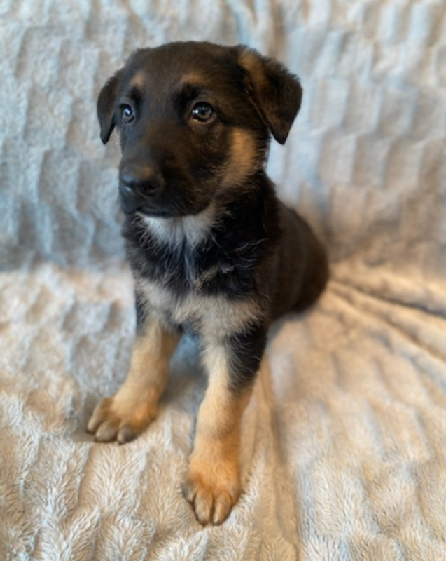 Beautiful German Shepherd Puppies For Sale Image eClassifieds4u