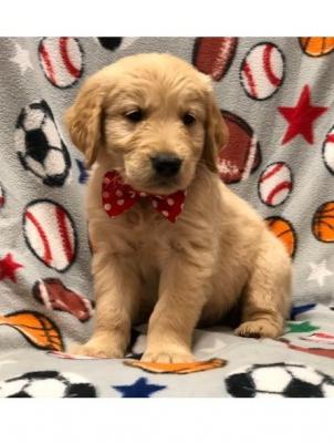 Golden Retrievers (Purebred) for sale Image eClassifieds4u