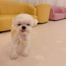 Socialized poodles Puppies (catherinetrang68@gmail.com) Image eClassifieds4U