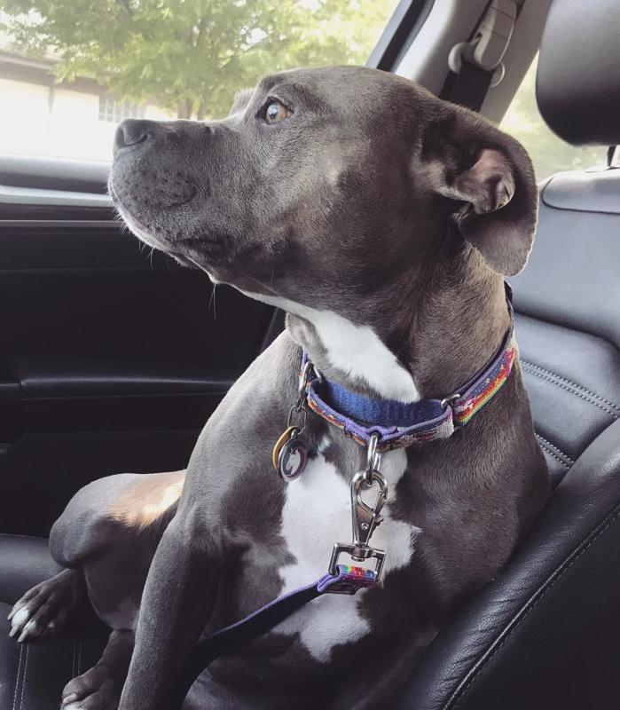 🟥🍁🟥C.K.C MALE AND FEMALE Blue Nose American Pitbull Terrier PUPPIES 🟥🍁🟥 Image eClassifieds4u