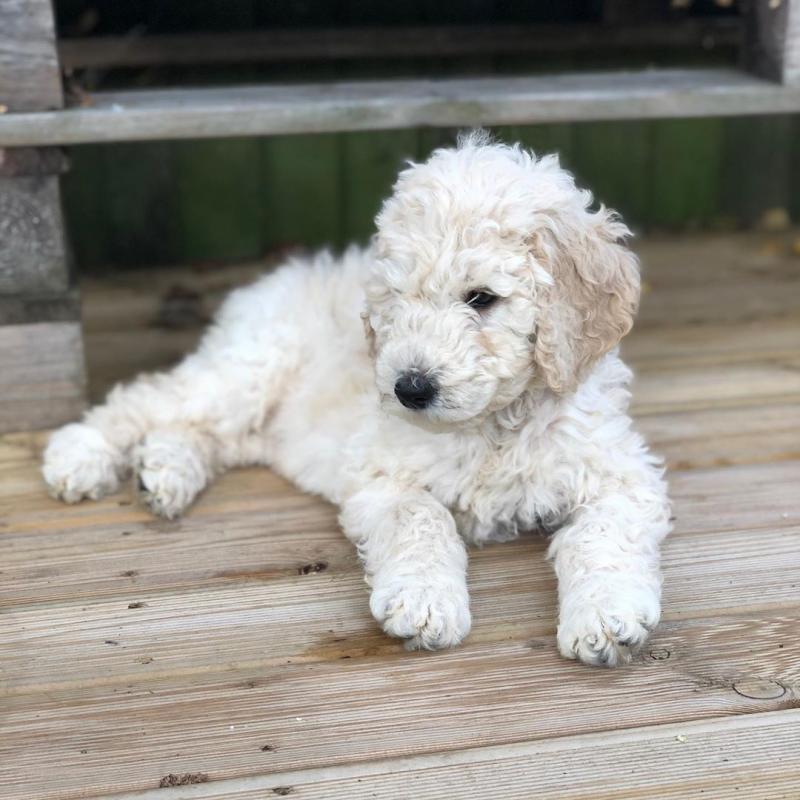🟥🍁🟥C.K.C MALE AND FEMALE LABRADOODLE PUPPIES 🟥🍁🟥 Image eClassifieds4u