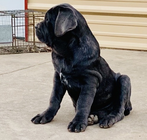 C.K.C MALE AND FEMALE NEAPOLITAN MASTIFF PUPPIES AVAILABLE Image eClassifieds4u