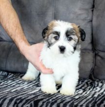 🟥🍁🟥 C.K.C MALE AND FEMALE HAVANESE PUPPIES 🟥🍁🟥